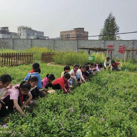 开辟劳动基地，劳动创造快乐。东龙镇中心小学四（3）班劳动基地剪影