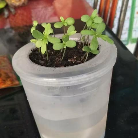 我的茼蒿菊