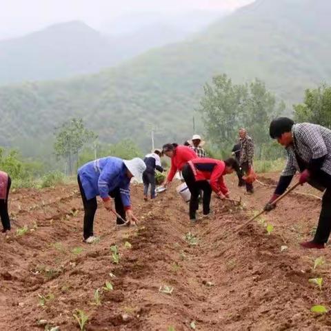 【靳村乡】烟草种植，助力“三变”改革