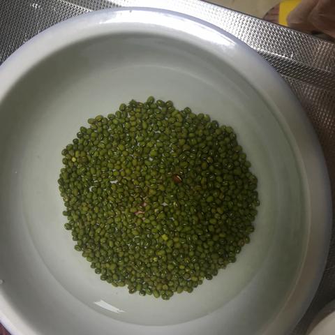 绿豆发芽记