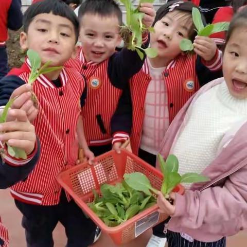 “春种一粒粟，秋收万颗子”大三班快乐种植分享季