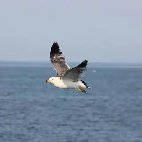 大连的海，鸥歌荡漾