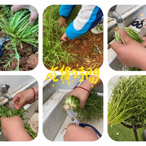 老坛酸菜成长记