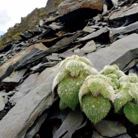 淬炼，高山流石滩的美