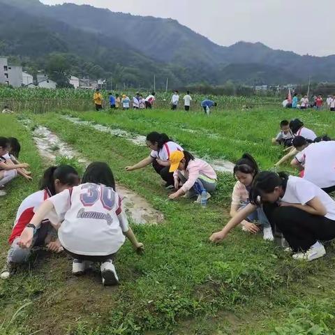 崇阳县实验小学第三期劳动教育实践活动（第三天）