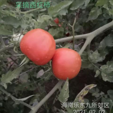 捡   毛    豆        2021  02  02