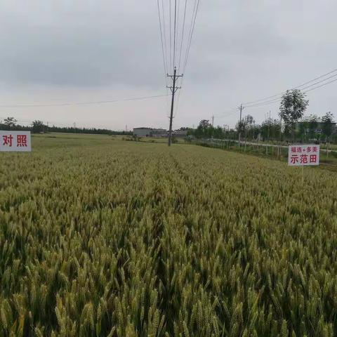 龙灯福连加兴农多美确山县双楼观摩会