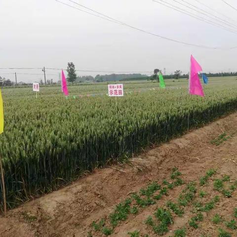 龙灯福连加兴农多美，小麦观摩会