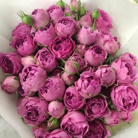 flower的世界……
