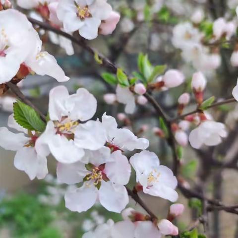 “一念花开，一念花落，一念放下，万般自在”～