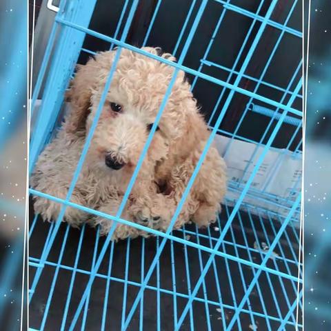 今天，我有了一个很仙女的名字。