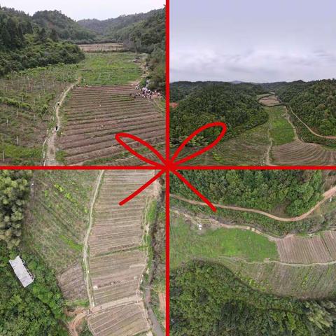 清流城关小学三年级（6）班劳动实践基地体验活动