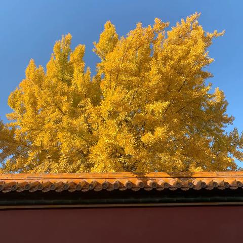 今天吃，什么饭