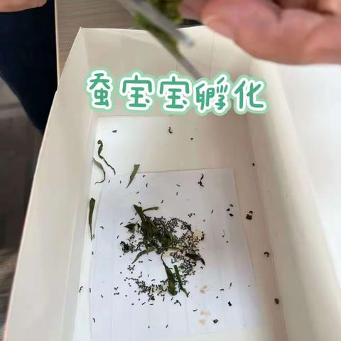 生物假期实验—487班 高悦涵