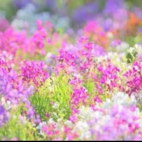 凝心聚力上网课  集思广益提效率