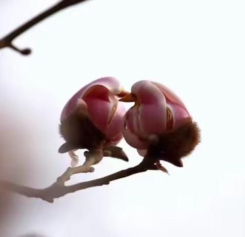 花气薰人欲破禅