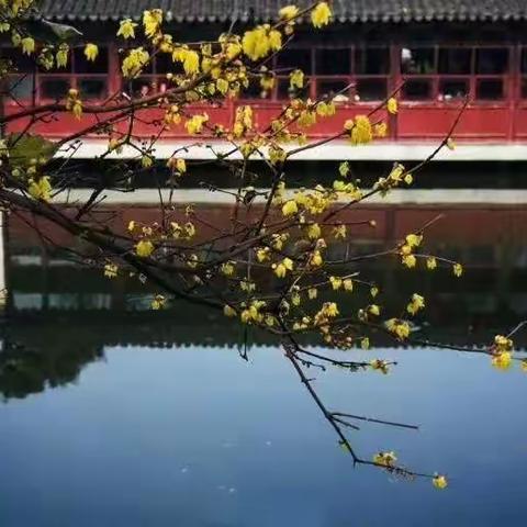 暗香浮动人已痴