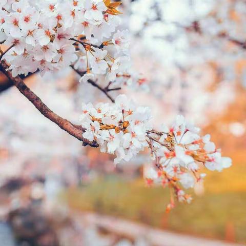 “书香润心灵，师生共成长”---依汶小学2019年校园读书节启动仪式