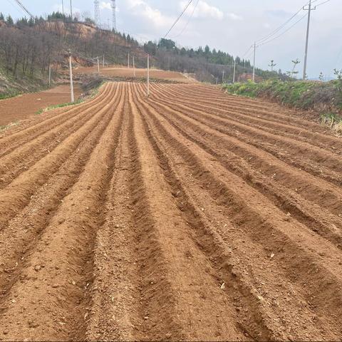 烟叶生产技术第5期-加快趁墒起垄盖膜倡议书