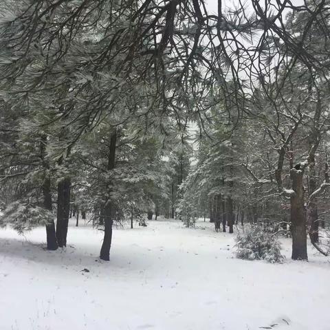 冬季在亚利桑那滑雪🏂
