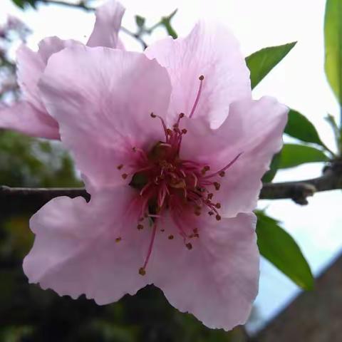 花儿朵朵