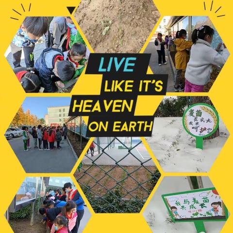 我和麦苗共成长