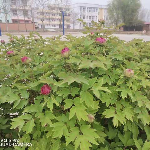 洁美校园润无声  守土尽责待花开