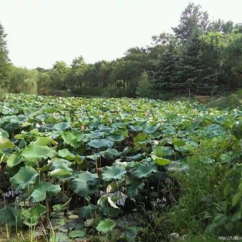 作品：【圆梦】诗～4首，【翁居铭】～2首，作者：刘晓平，歌曲：乡间小路，演唱：酷狗音乐