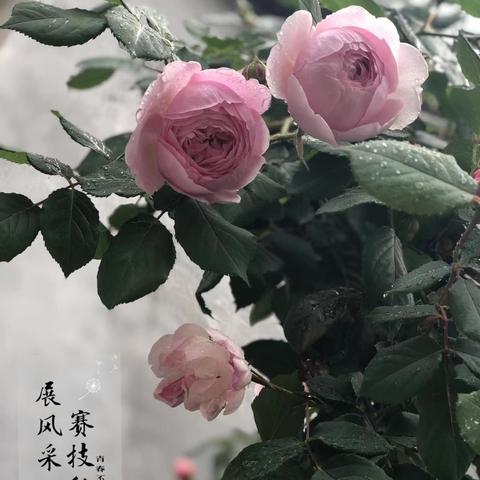 新蕾绽放初秋始，惟有枝头子初成——干洲中小新老师见面课活动纪实。