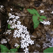 落实双减听常态，深耕课堂促成长。县教体局领导深入干洲中小开展推门听课活动