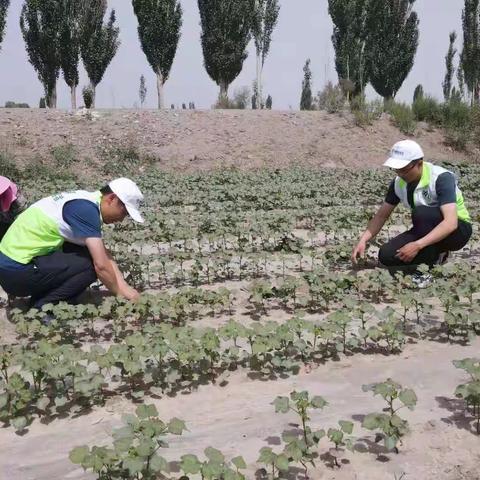 中储棉信息中心：“我为群众办实事”实践活动系列三之聚焦主责主业 为棉农“传经送宝”