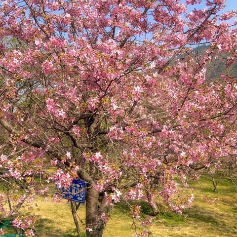 💐不负春光～快乐春游🌸咪咪幼儿园🌷