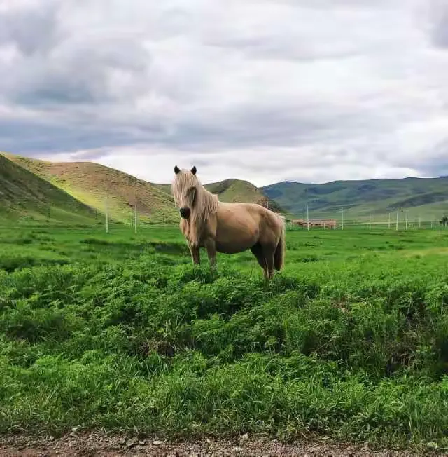美丽的甘德尔草原