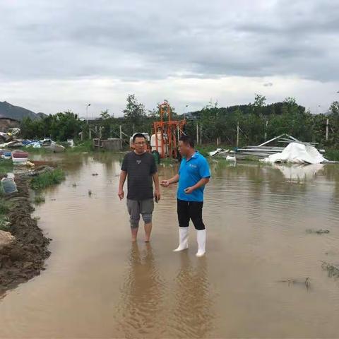 遵化市农牧局蔬菜站到亚太农作物种植合作社查看并指导灾情