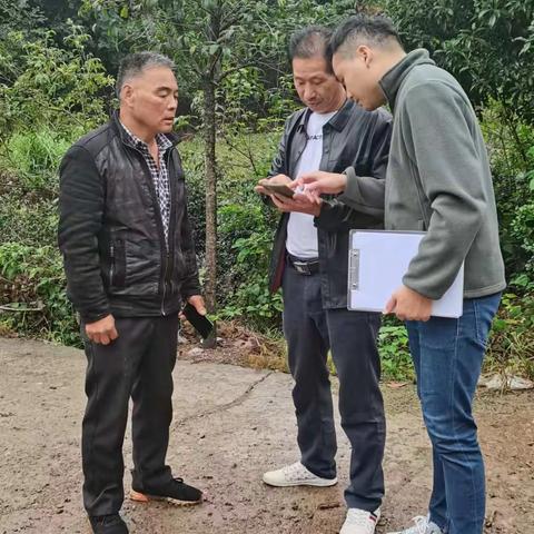 婺城区开展山场枯死松树致死调查