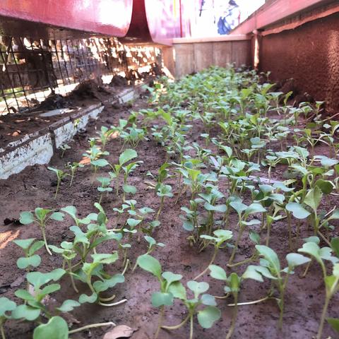 “疫”别数月，重返课堂，平凡如常，行且珍惜——密云三小五年级日常教学活动