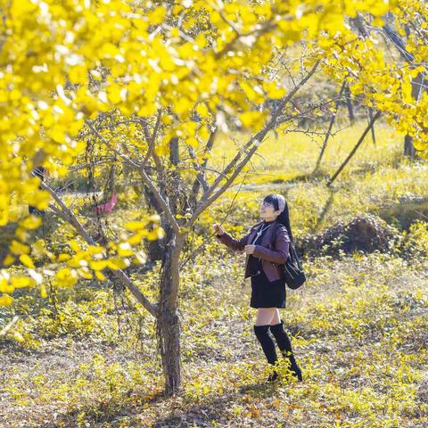 银杏叶黄冬日暖