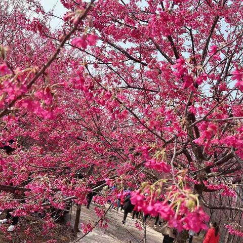 走进全国文明乡镇——龙潭镇                              卓慧教育、聪乐幼儿园“相约浪漫樱花🌸”