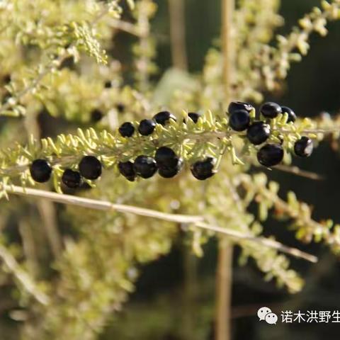 怎样鉴别野生黑枸杞和种植黑枸杞