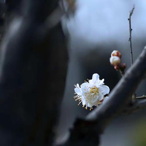 春  暖  花  开