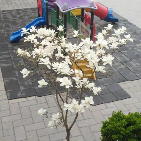 窗外，那株白玉兰