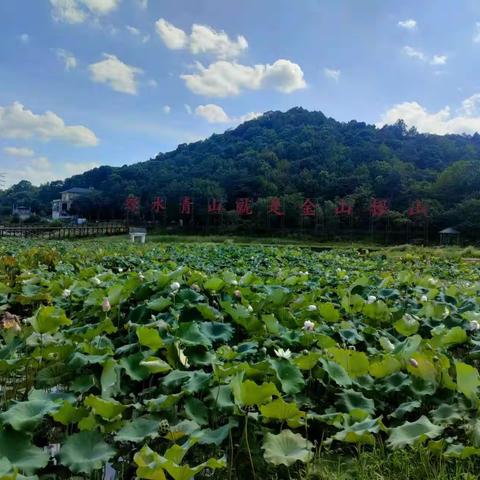 晓阅巴学园八月主题活动——感恩遇见，“荷”你有约