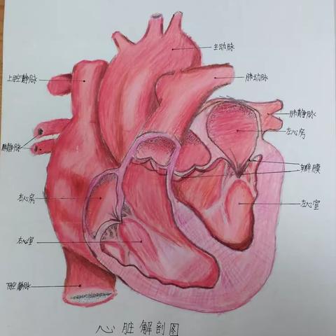 妙笔生花｜八年级生物绘图比赛