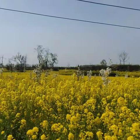 春游踏青研学来，莫负春日好风采——水寨乡中七年级踏青研学之旅