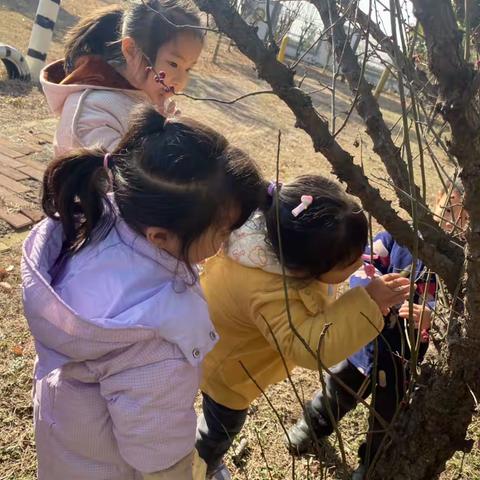 “约绘红梅”～淮安市万集幼儿园赏红梅户外写生活动