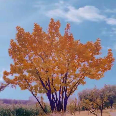 临江仙·重阳