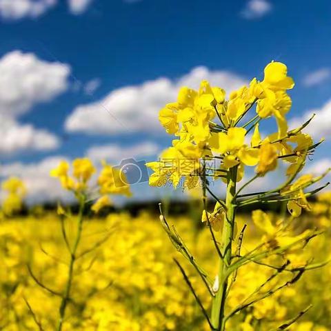 播撒“新希望”，静待油花开——学校校内劳动实践田播种油菜花活动纪实