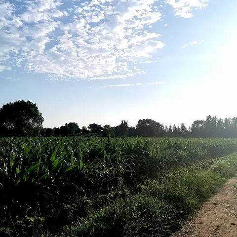 盛夏的田园风光