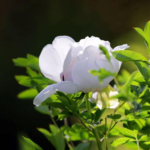 又是一年赏花季