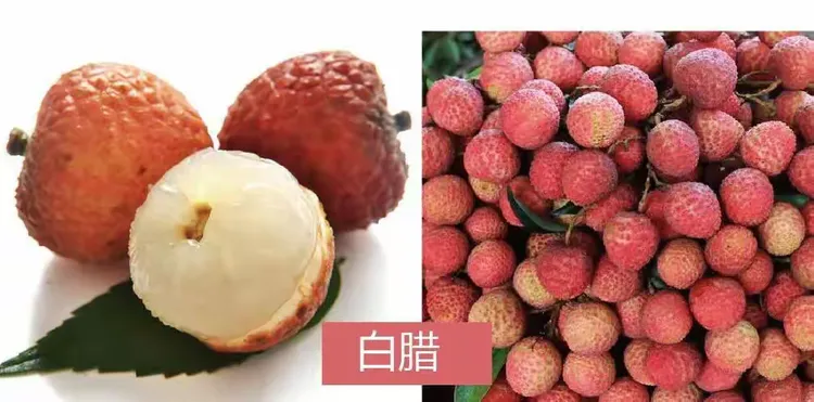 荔枝要长几年才能成熟